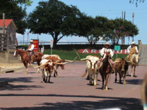 stockyards fort worth texas cattle drive