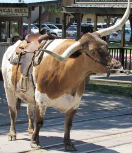 texas longhorn at stockyards fort worth texas