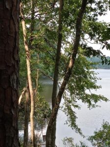 A view of a pond from a campground behind trees